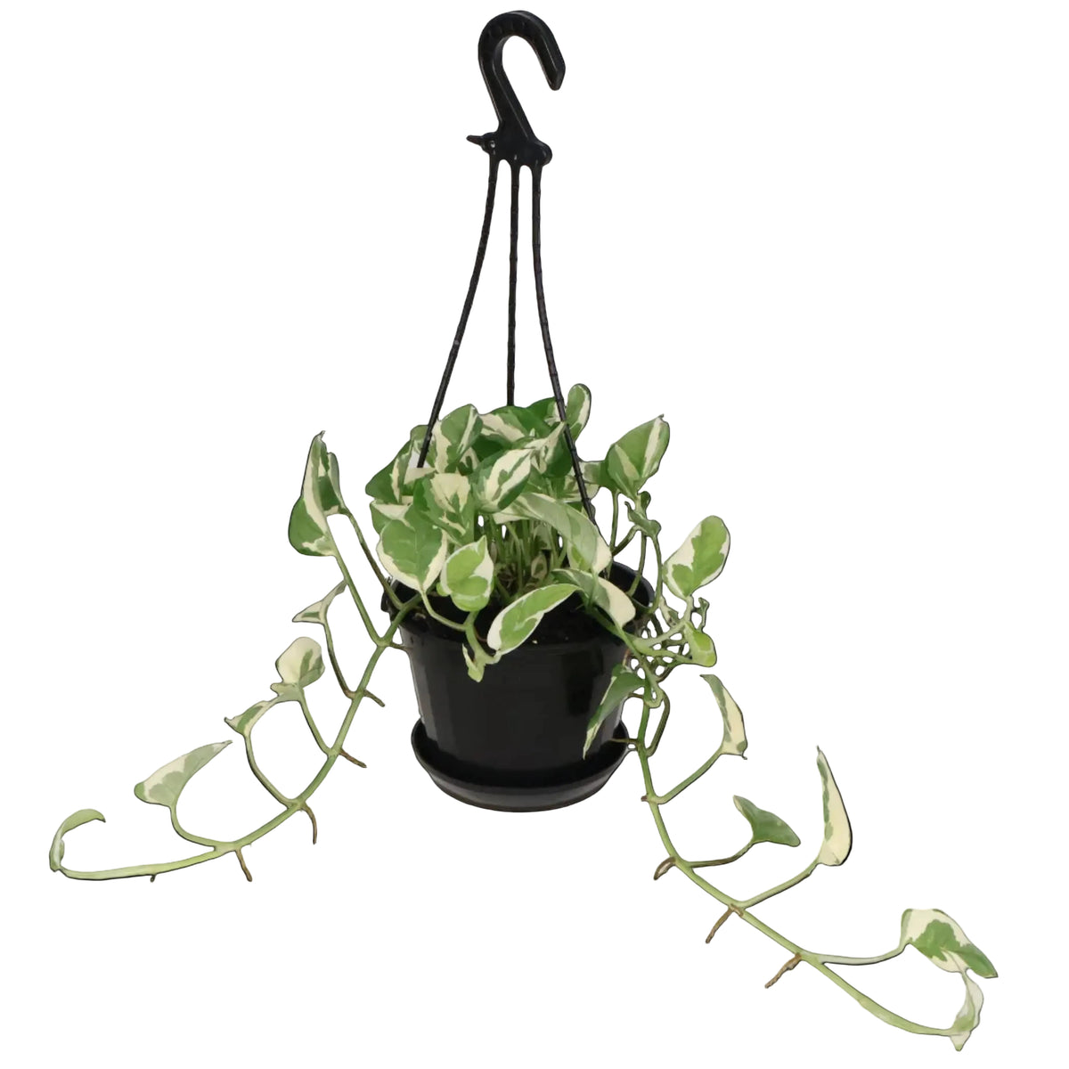 Epipremnum aureum Pearls and Jade 170mm HB
