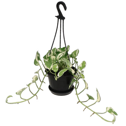 Epipremnum aureum Pearls and Jade 170mm HB