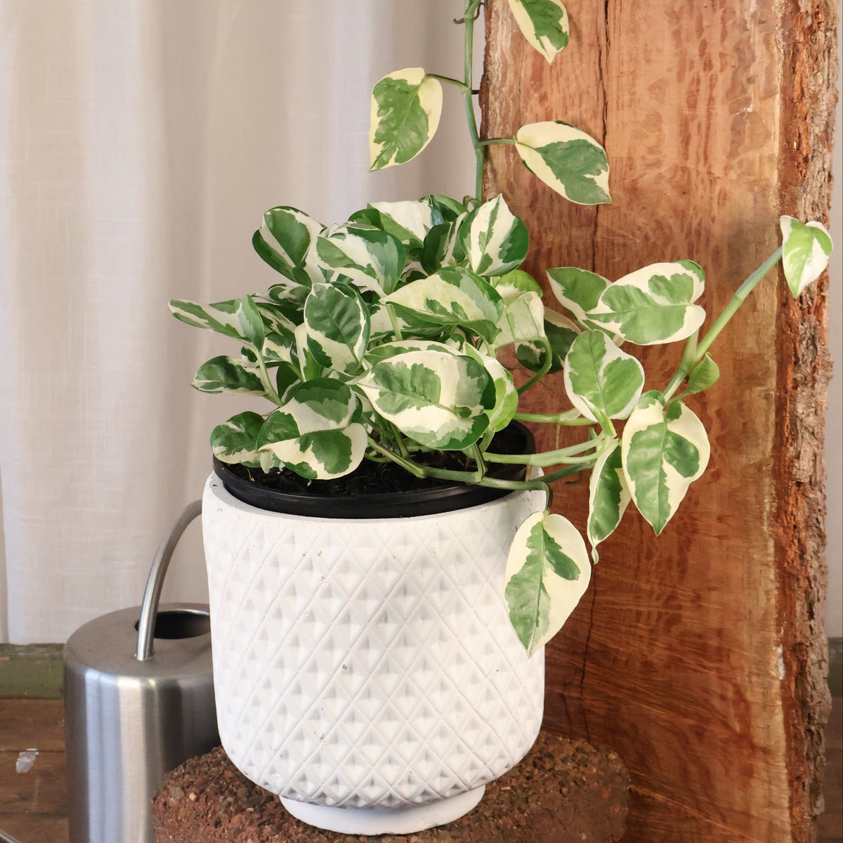 Epipremnum aureum Pearls and Jade 170mm HB
