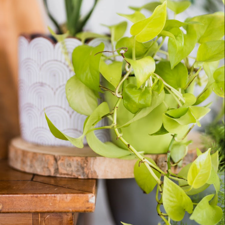 Pothos Goldilocks - Epipremnum Aureum 170mm HB