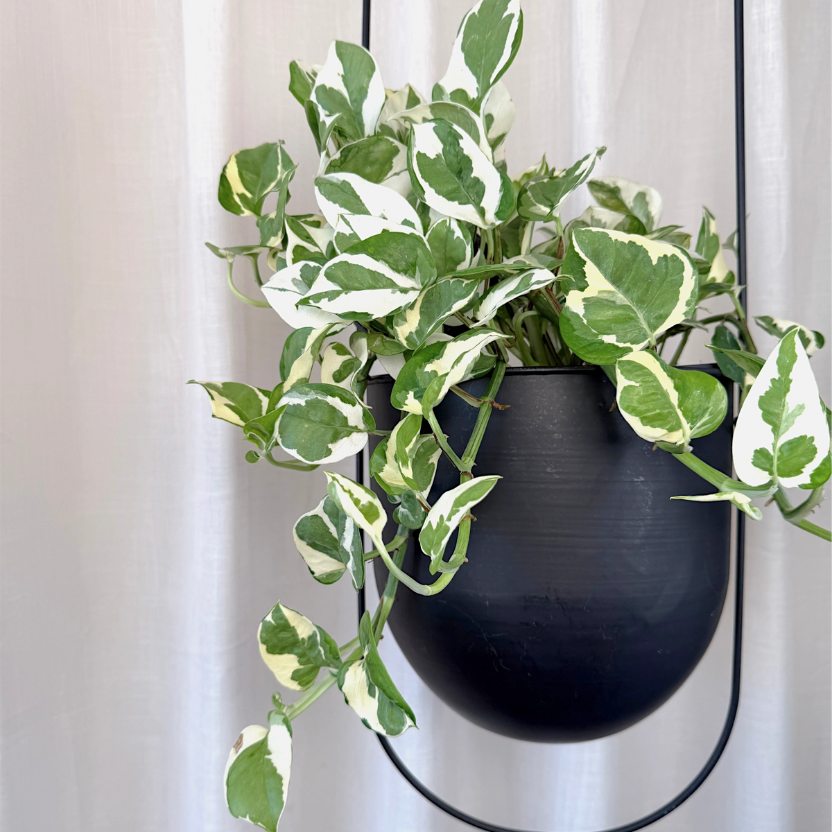 Epipremnum aureum Pothos Snow Queen 170mm HB