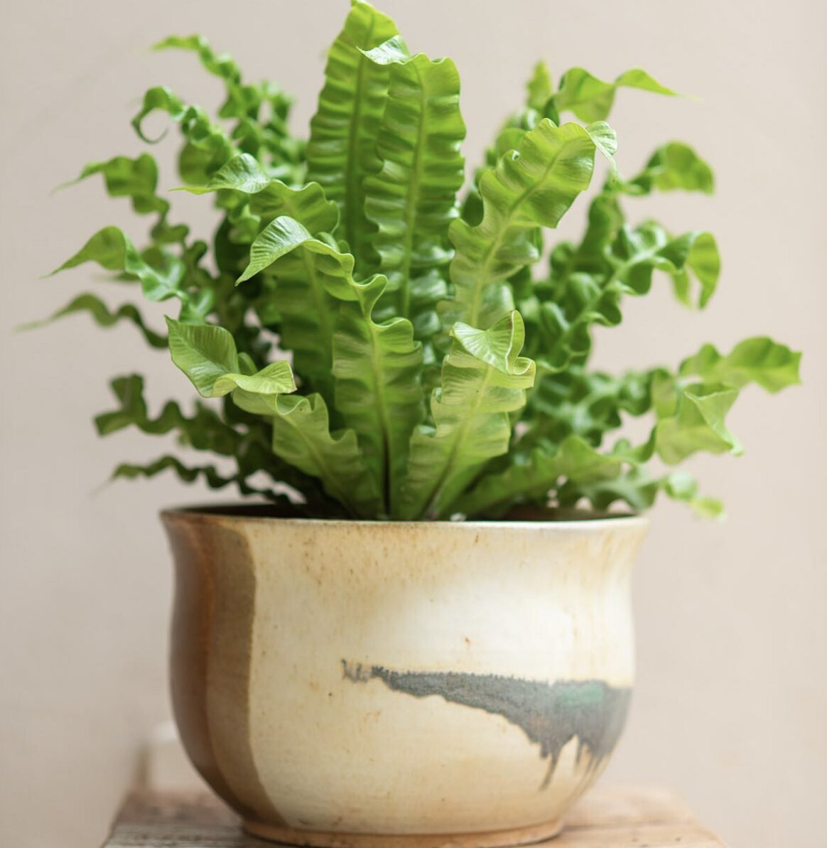 Asplenium Nidus Crispy Wave 100mm