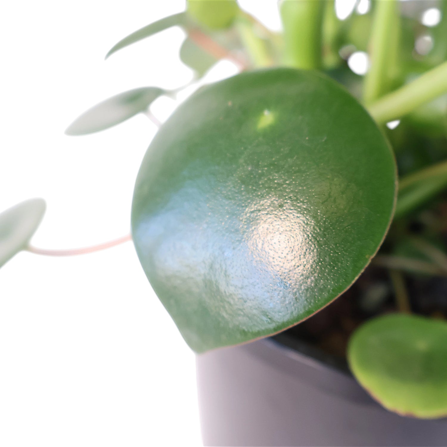 Raindrop Peperomia - Peperomia Polybotrya 140mm