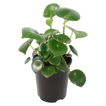 Raindrop Peperomia - Peperomia Polybotrya 140mm