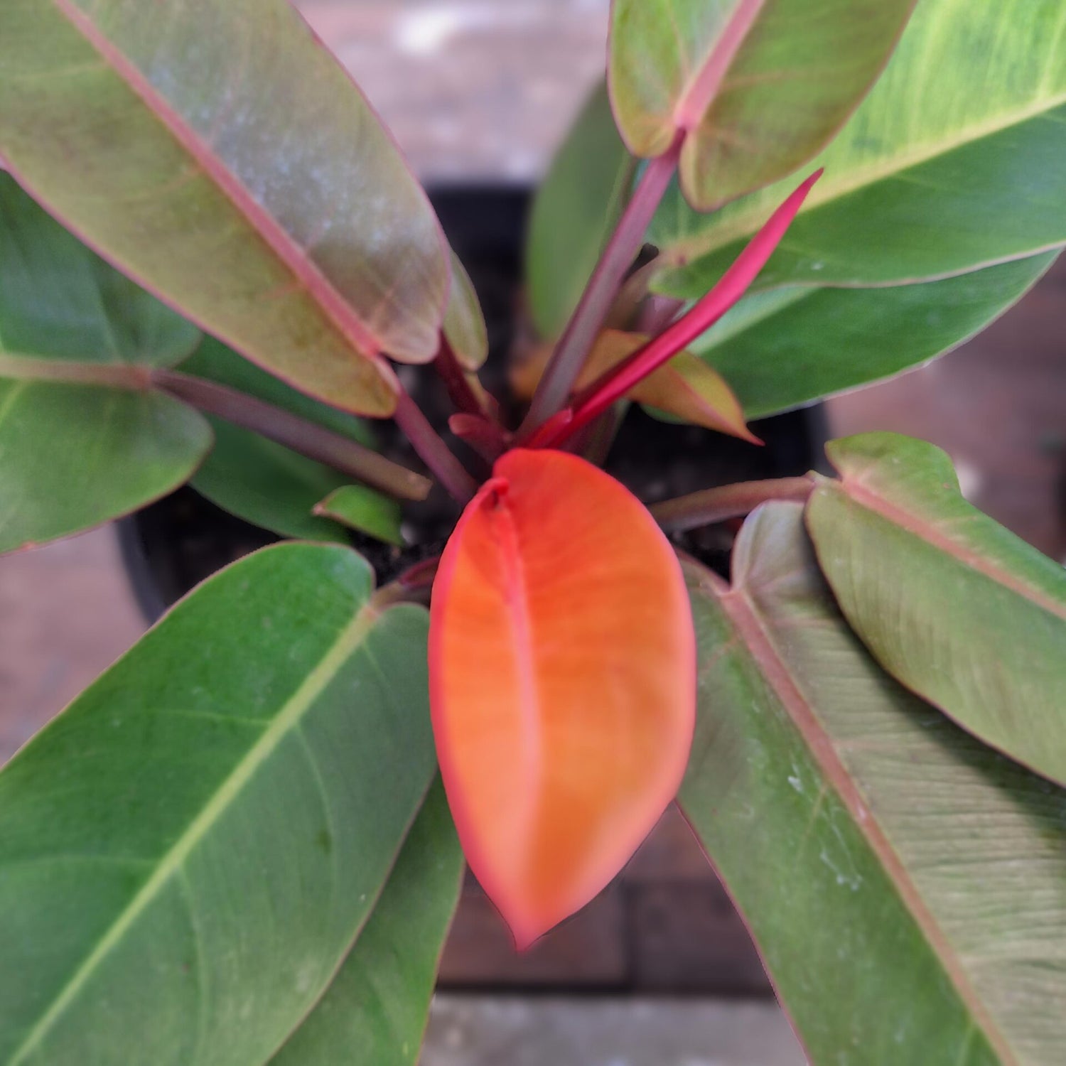 Philodendron Sun Red 130mm
