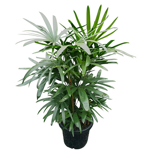 Lady Palm - Rhapis Excelsa 400mm
