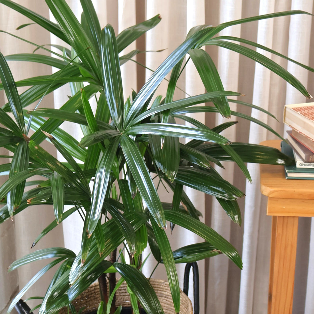 Lady Palm - Rhapis Excelsa 250mm