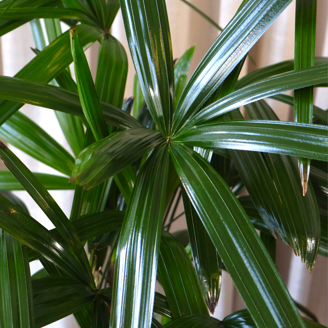 Lady Palm - Rhapis Excelsa 250mm