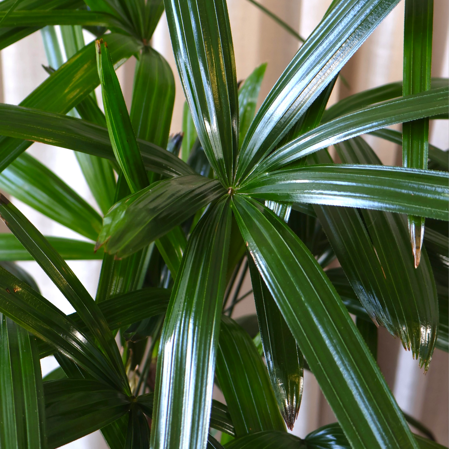 Lady Palm - Rhapis Excelsa 250mm