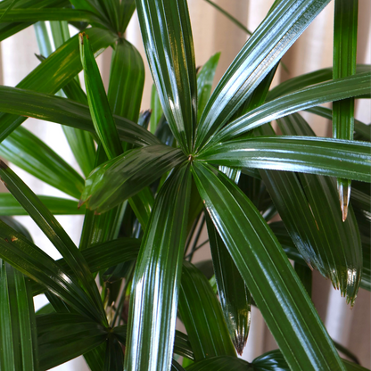 Lady Palm - Rhapis Excelsa 250mm