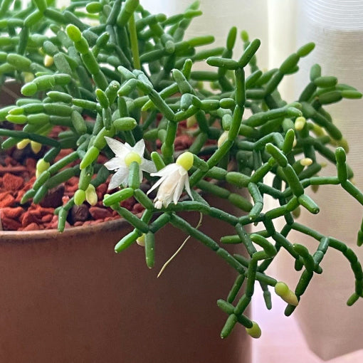 Rhipsalis Cereuscula 100mm