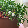 Rhipsalis Cereuscula 100mm