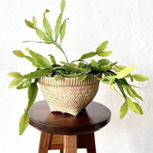Rhipsalis Goebeliana 100mm