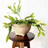 Rhipsalis Goebeliana 100mm