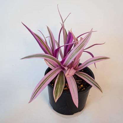 Rhoeo Pink Joy - Tradescantia Spathacea Tricolor 120mm