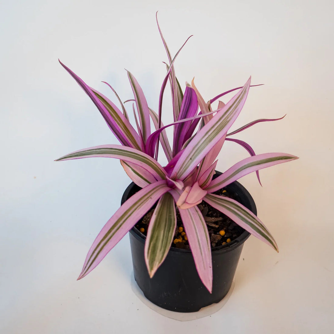 Rhoeo Pink Joy - Tradescantia Spathacea Tricolor 120mm