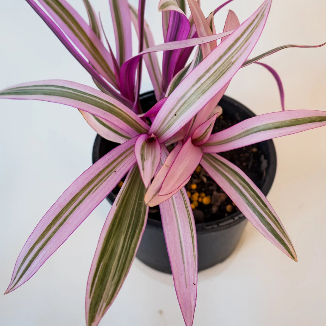 Rhoeo Pink Joy - Tradescantia Spathacea Tricolor 120mm