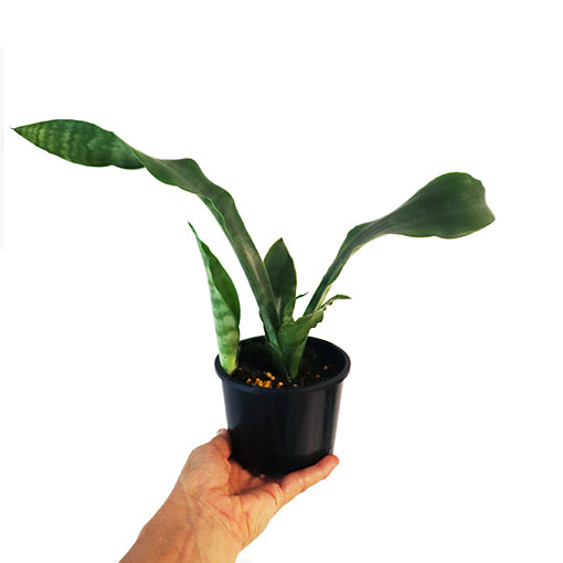 Sansevieria Red Edge - Snake Plant 120mm