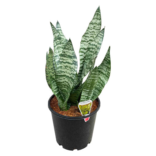 Sansevieria Trifasciata Robusta 200mm