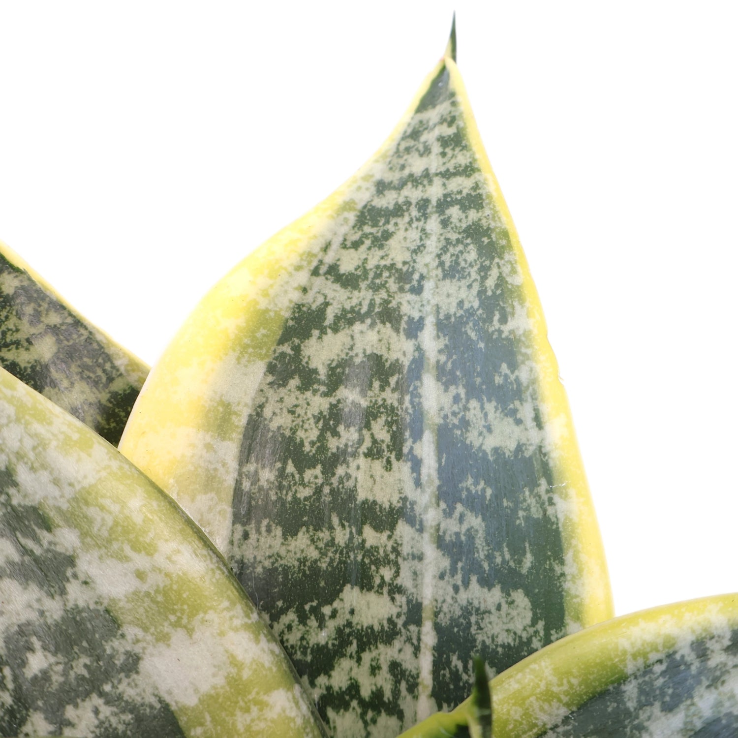 Sansevieria Hahnii Gold 130mm