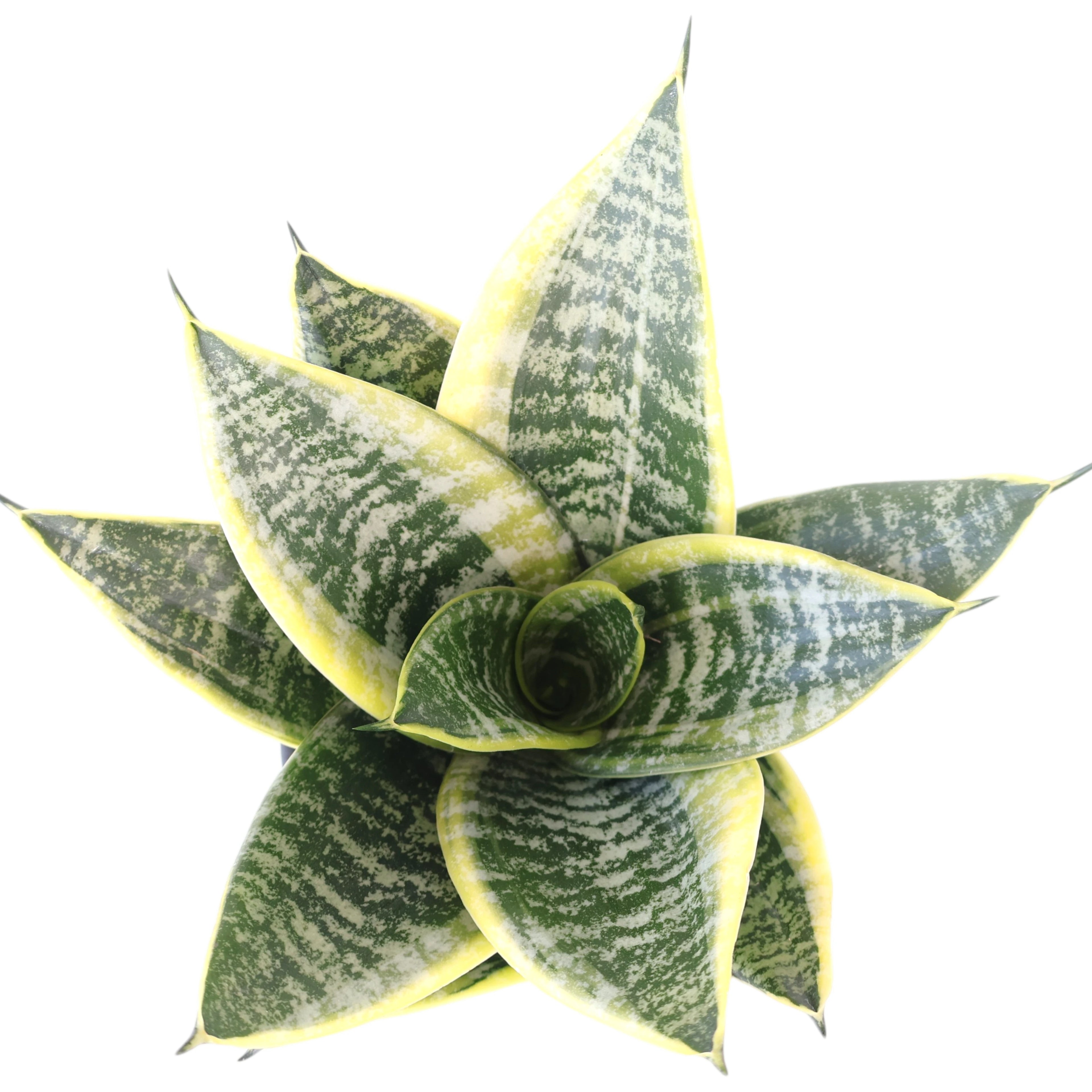 Sansevieria Hahnii Gold 130mm