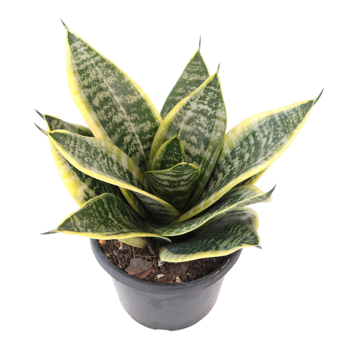 Sansevieria Hahnii Gold 130mm