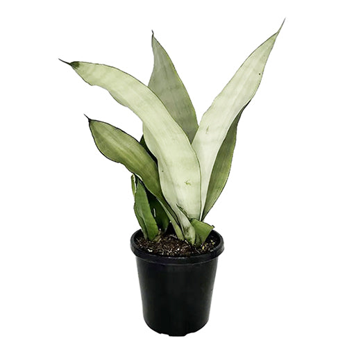 Sansevieria Moonshine - Snake Plant 140mm
