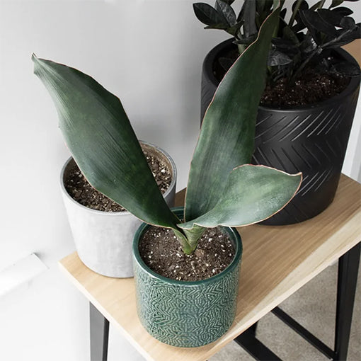 Sansevieria Red Edge - Snake Plant 120mm