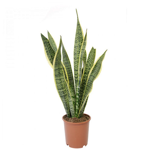 Sansevieria Trifasciata Laurentii 200mm