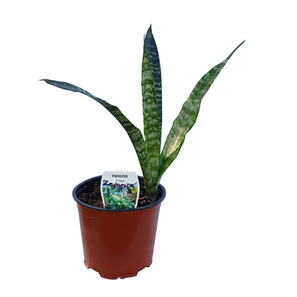 Sansevieria Trifasciata - Snake Plant 120mm