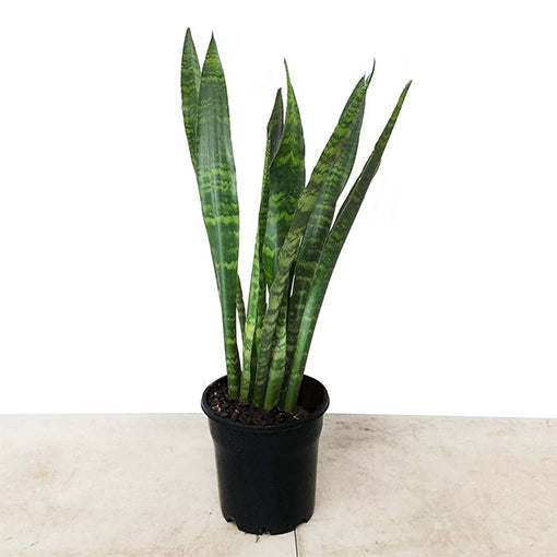 Sansevieria Trifasciata Robusta 200mm