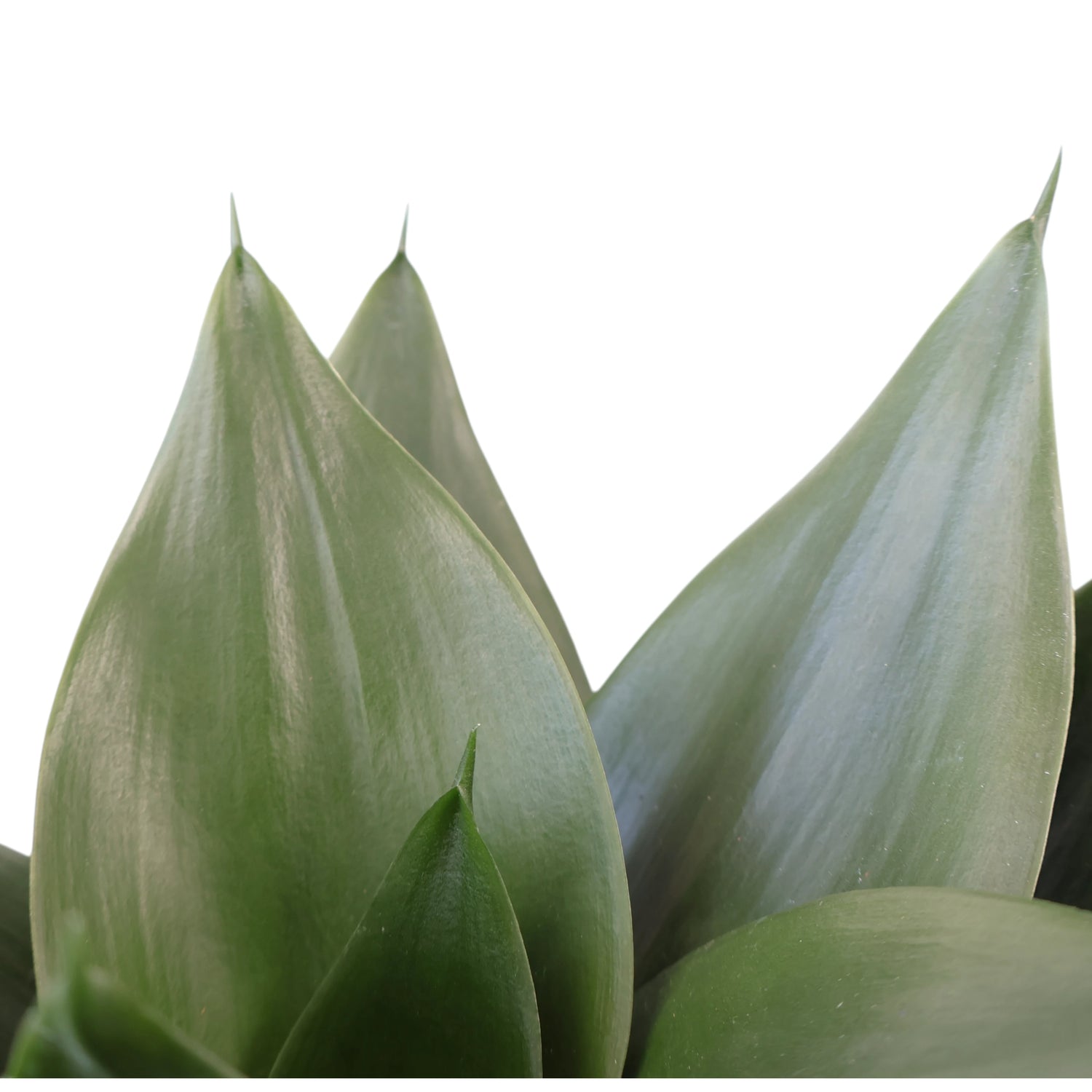 Sansevieria Green Hahnii 130mm