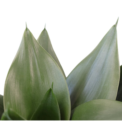 Sansevieria Green Hahnii 130mm