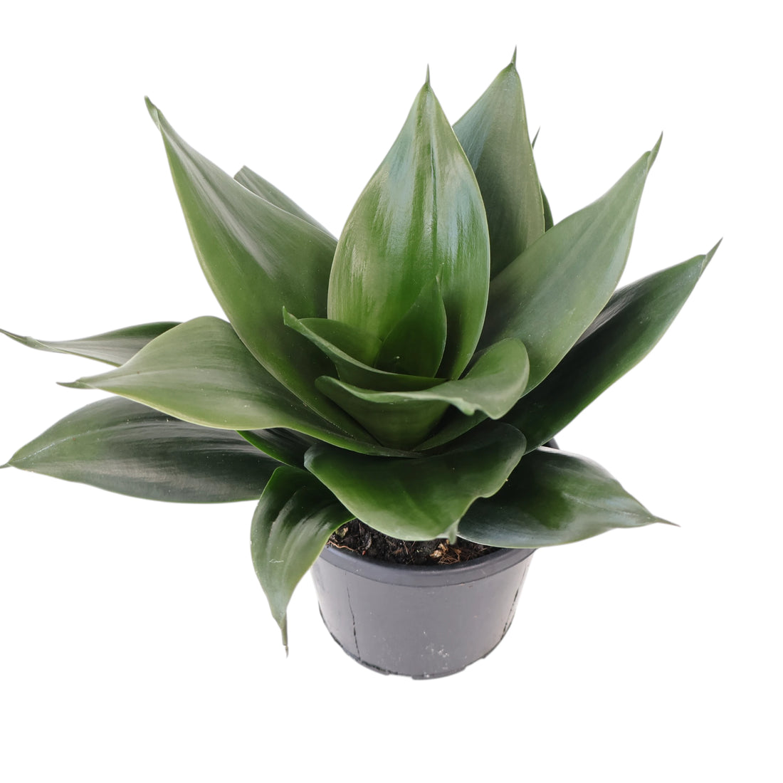 Sansevieria Green Hahnii 130mm