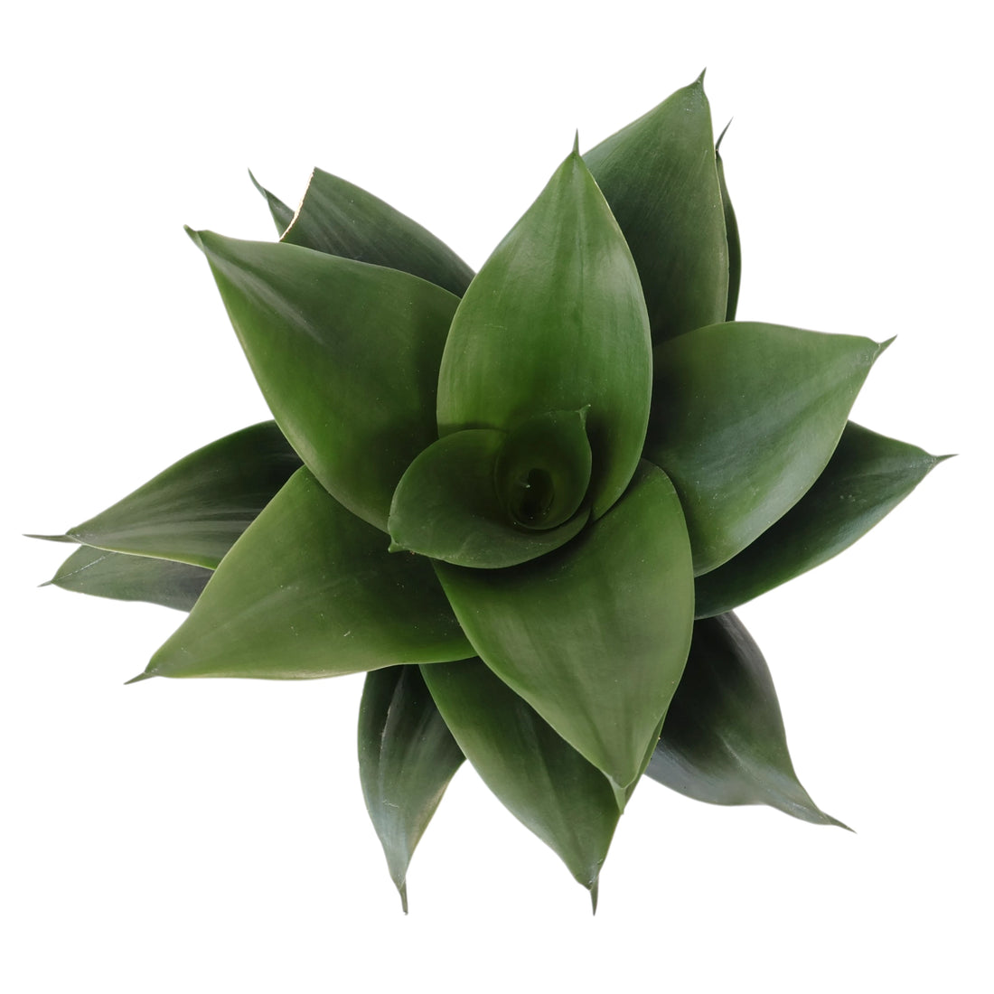 Sansevieria Green Hahnii 130mm