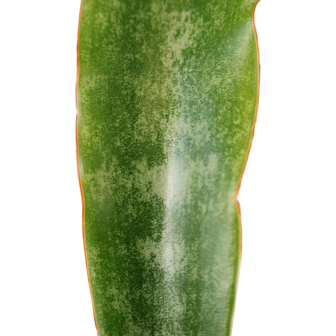 Sansevieria Red Edge - Snake Plant 120mm
