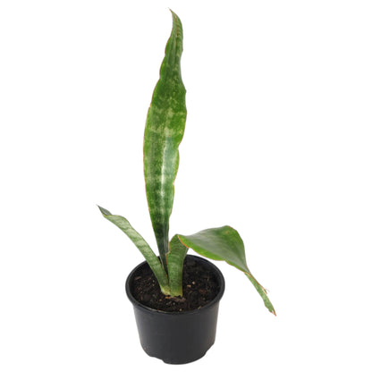 Sansevieria Red Edge - Snake Plant 120mm