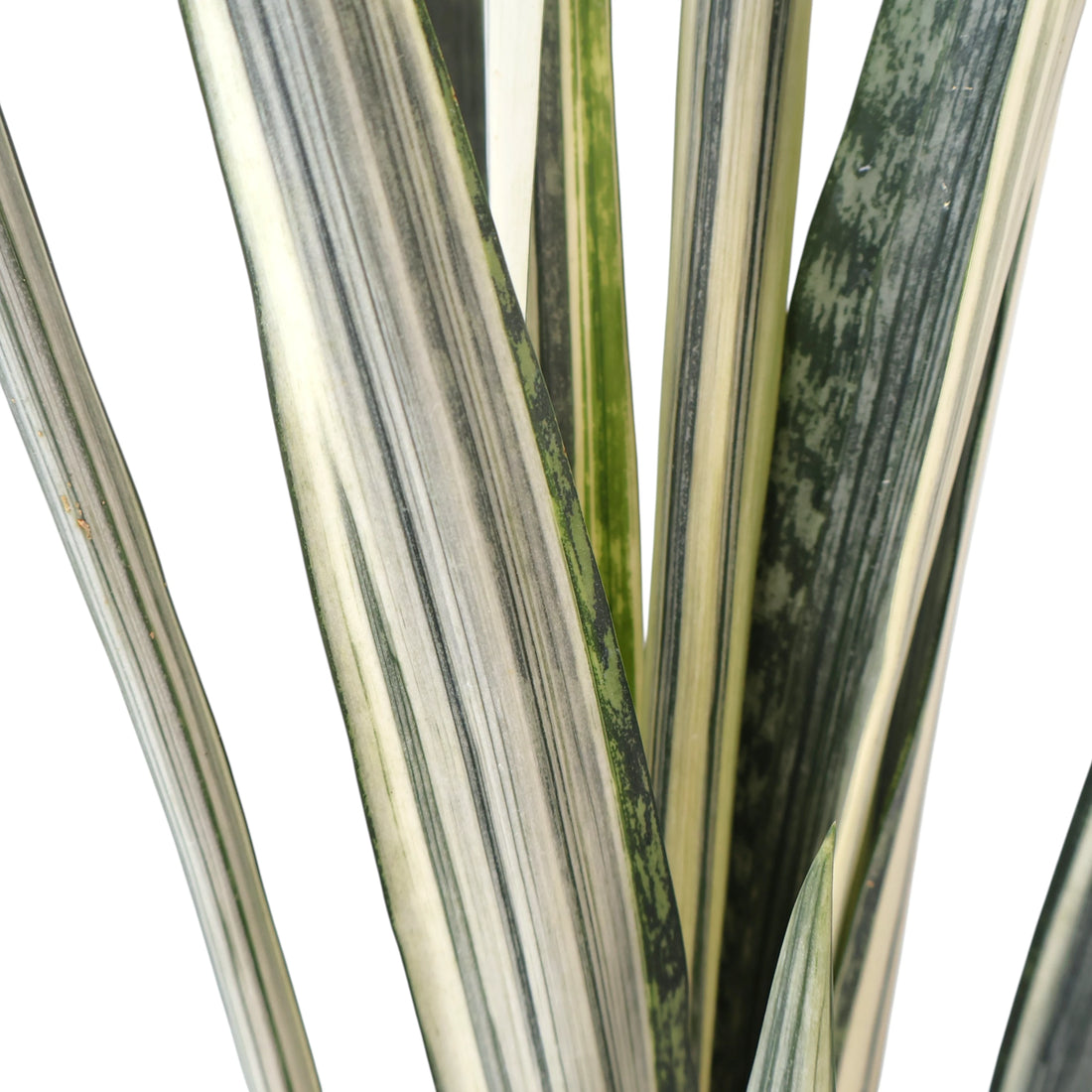 Sansevieria trifasciata Bantels Sensation 200mm