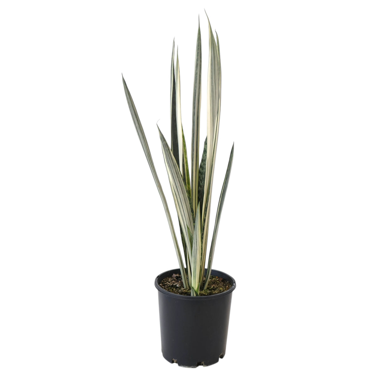 Sansevieria trifasciata Bantels Sensation 200mm