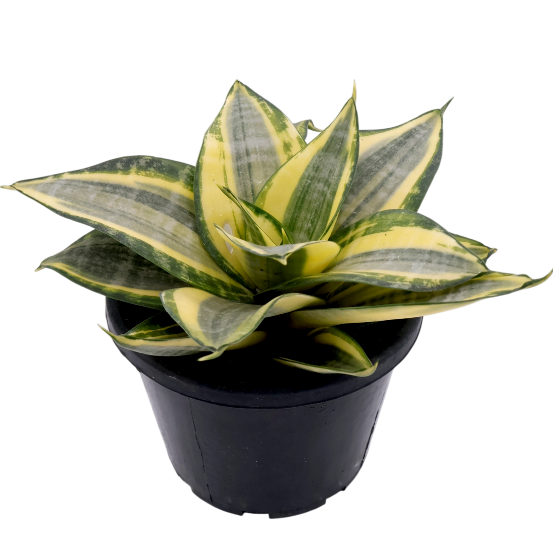 Sansevieria Golden Hahnii 130mm