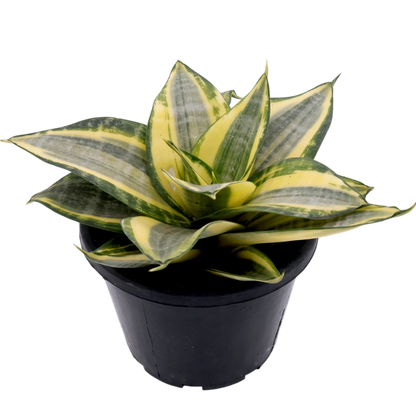 Sansevieria Golden Hahnii 130mm