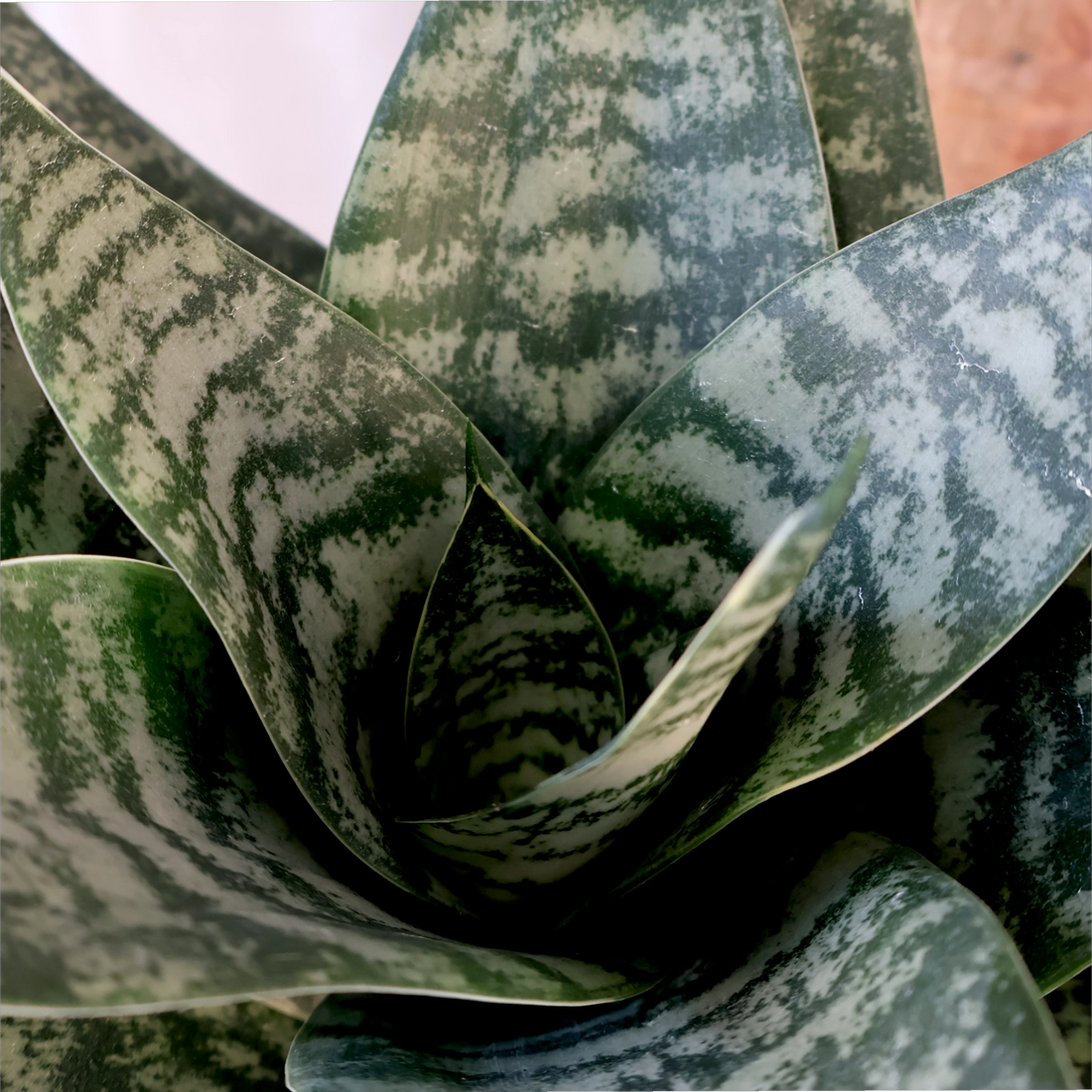Sansevieria Hahnii 130mm
