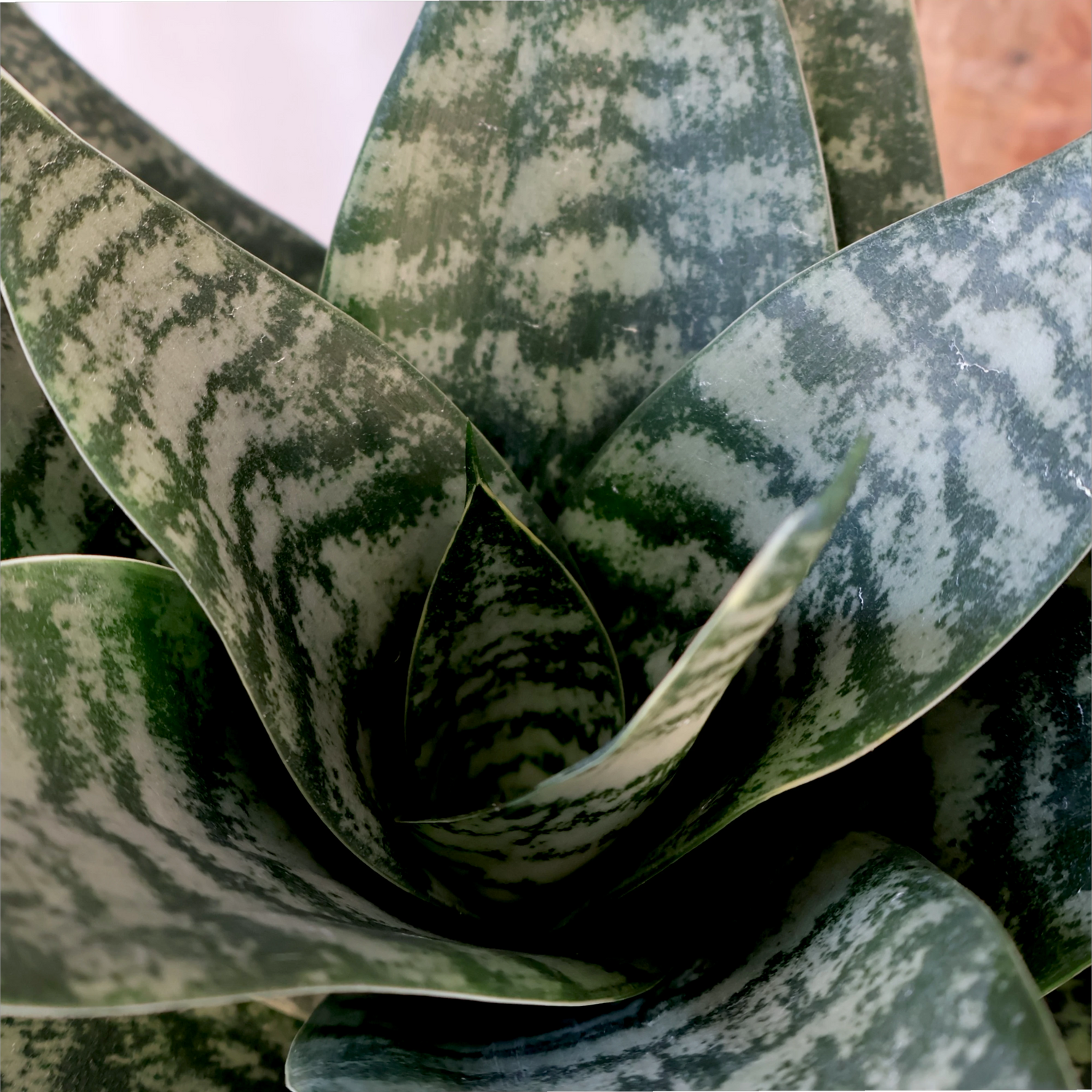 Sansevieria Hahnii 130mm