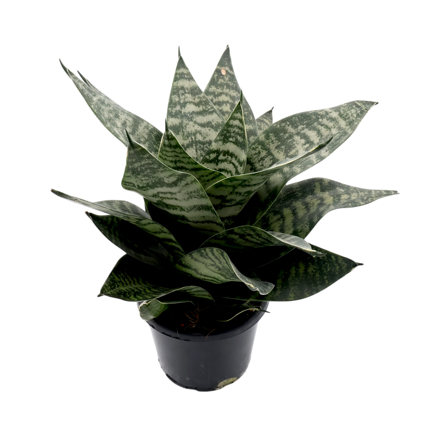 Sansevieria Hahnii 130mm