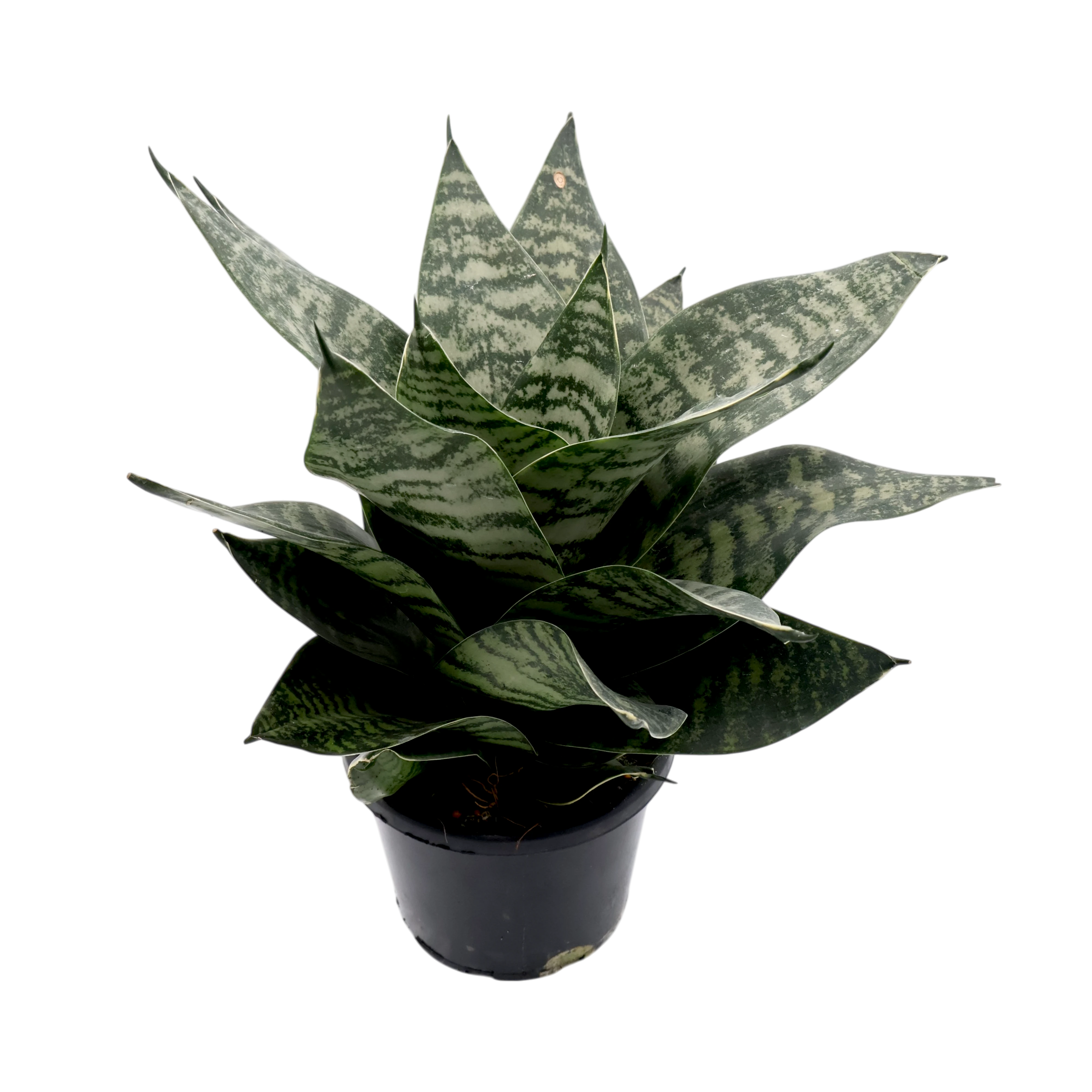 Sansevieria Hahnii 130mm