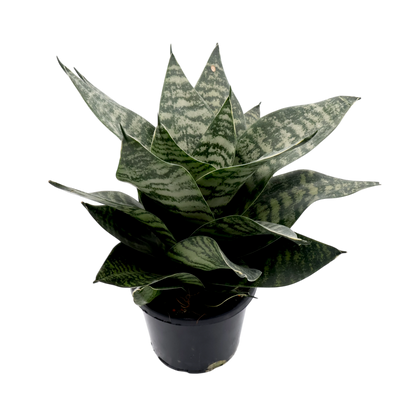 Sansevieria Hahnii 130mm