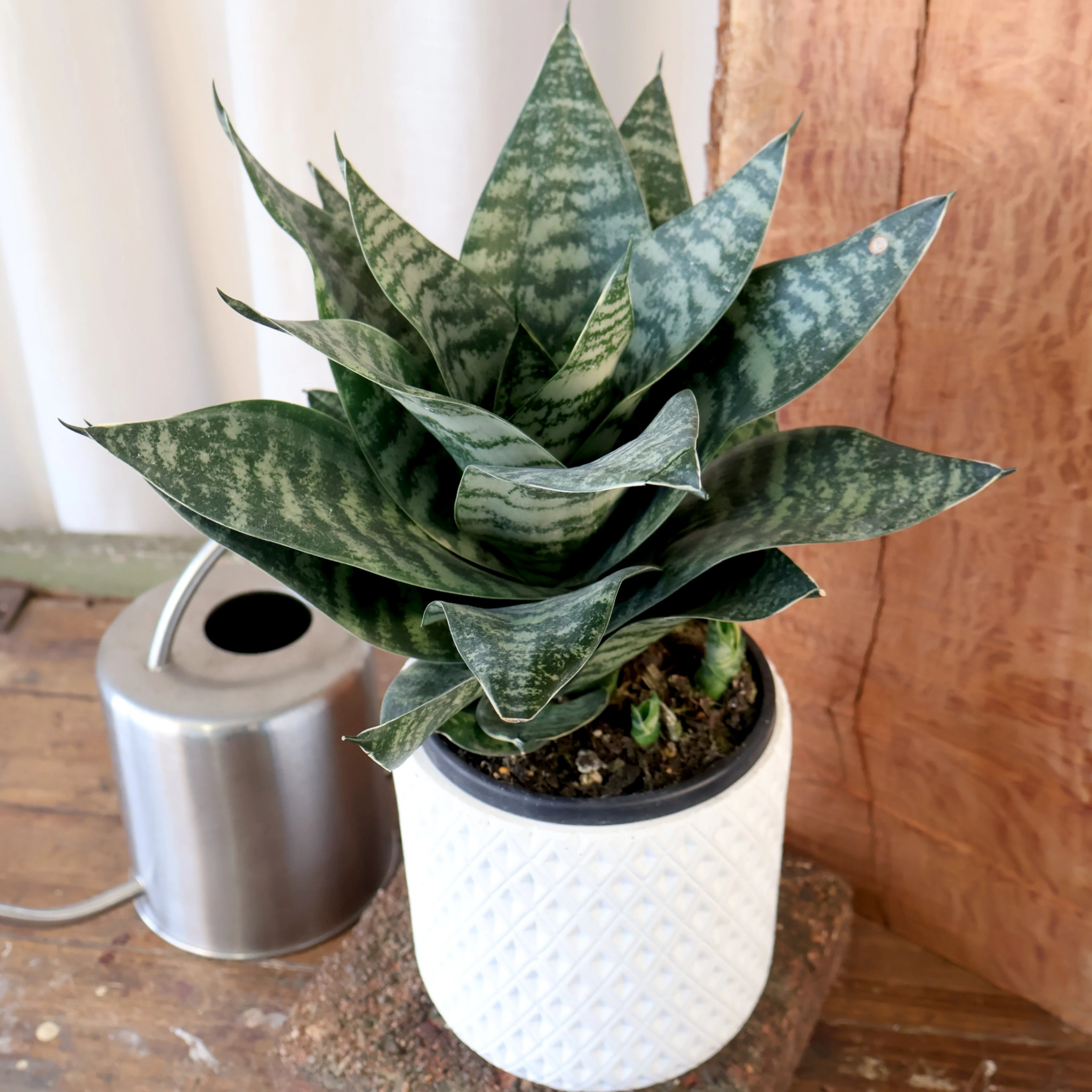 Sansevieria Hahnii 130mm
