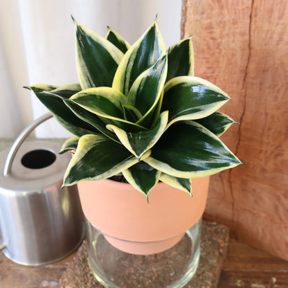 Sansevieria Lotus 130mm