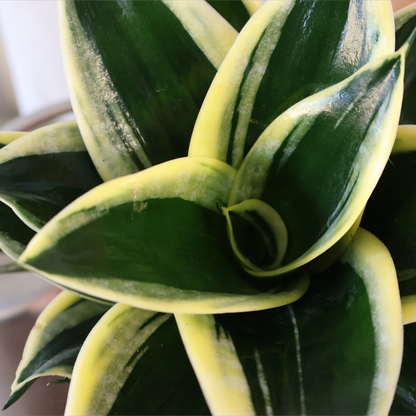 Sansevieria Lotus 130mm