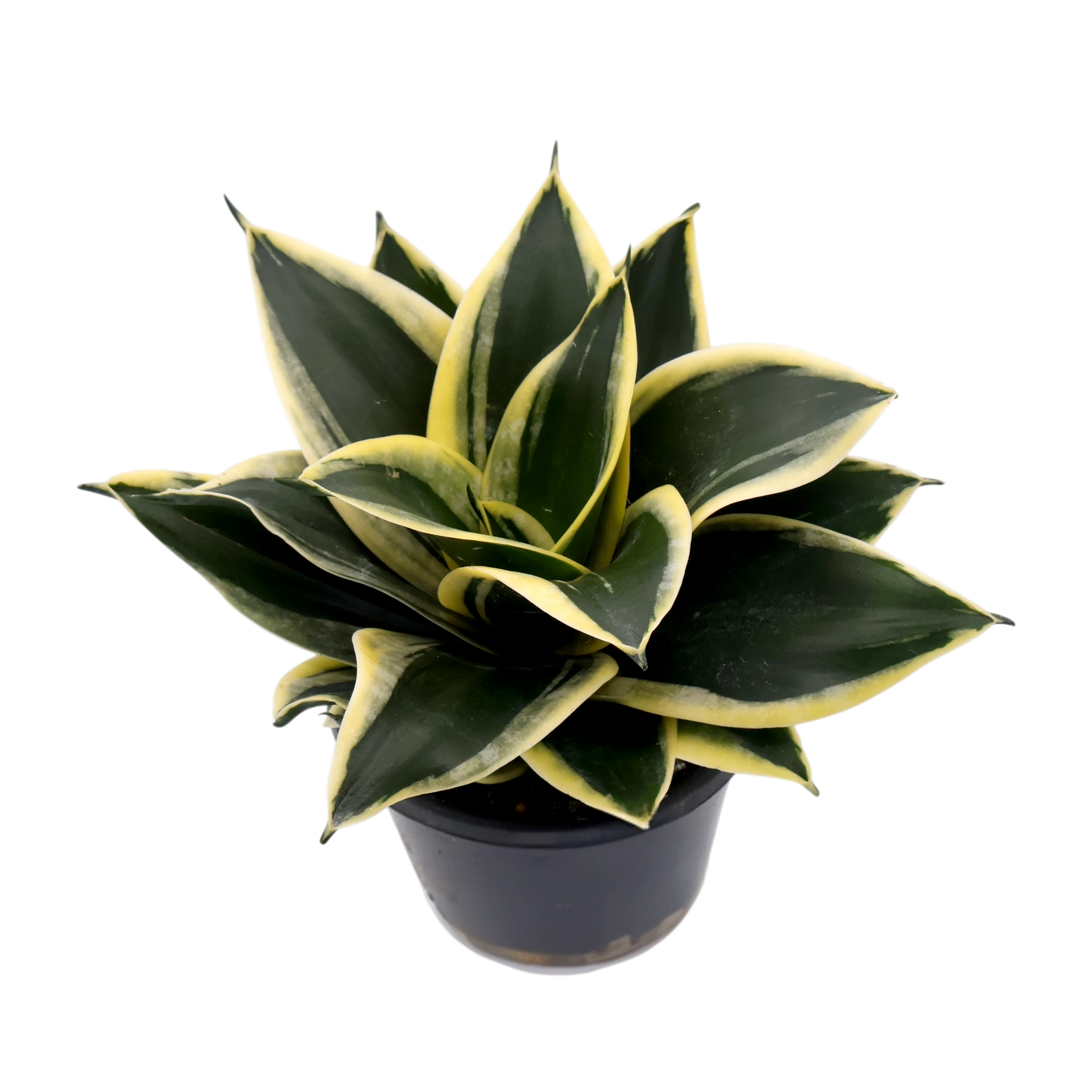 Sansevieria Lotus 130mm